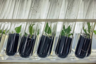 Besleyici ortamda mikrobitkilerin bulunduğu tüpleri kapat 