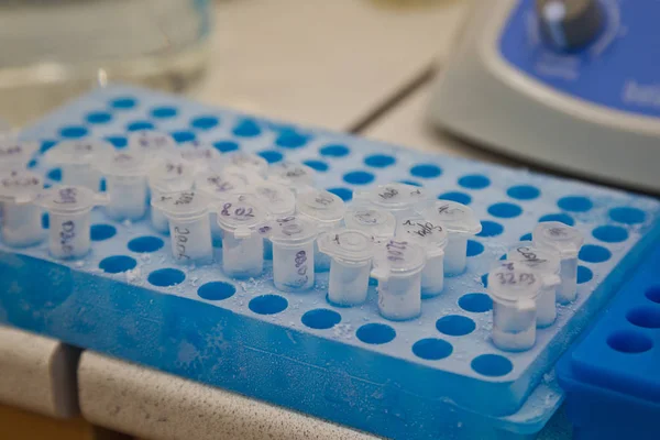 Placa de pozo con tubos de ensayo con muestras de ADN congeladas para PCR-reaccionar — Foto de Stock