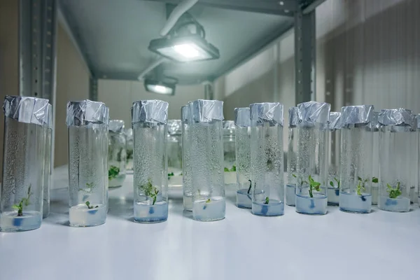 Cloned decorative micro plants in test tubes with nutrient mediu — Stock Photo, Image