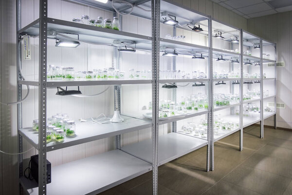 Racks with test tubes with micro plants in vitro illuminated by 