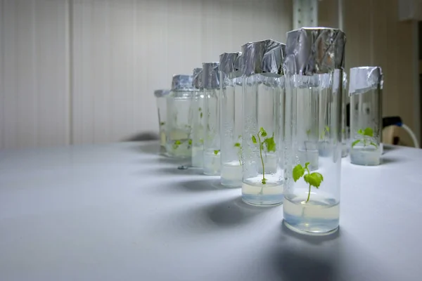 Cloned decorative micro plants in test tubes with nutrient mediu