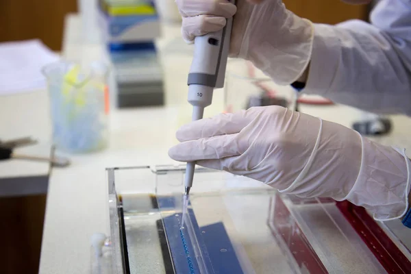 Scientist puts samples of of DNA fragments into agarose gel for — Stok fotoğraf