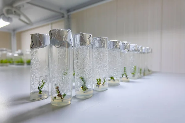 Cloned decorative micro plants in test tubes with nutrient mediu