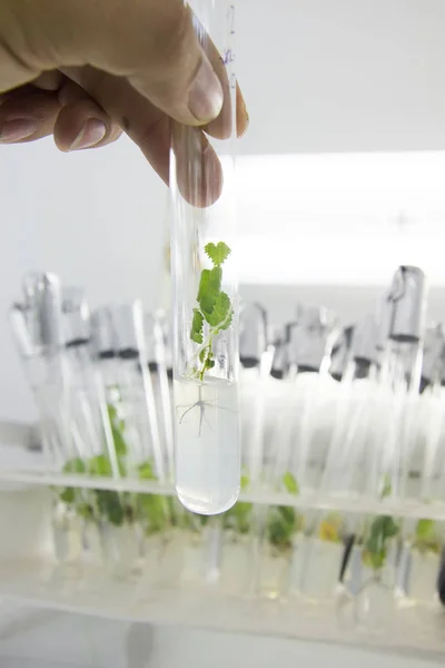 Mano con un tubo de ensayo con microplanta clonada in vitro en un nutri — Foto de Stock