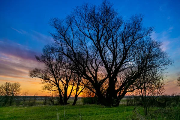 Frühlingsdämmerung auf dem Fluss Don, großer Baum — Stockfoto
