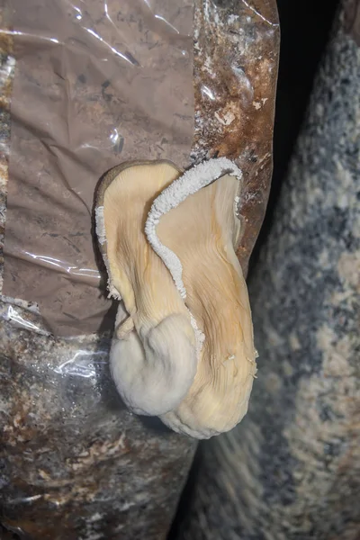 Oyster mushrooms fantastically shaped, growing from the substrat — Stock Photo, Image