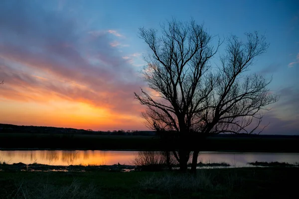 Amanhecer da primavera no rio Don, árvore grande — Fotografia de Stock