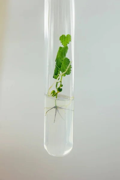 Δοκιμαστικός σωλήνας με αναγεννημένο in vitro κλωνοποιημένο μικροφυτό στο εσωτερικό — Φωτογραφία Αρχείου