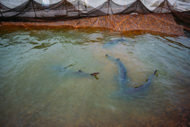 Balık çiftliğindeki kafeste yaşayan mersin balıkları