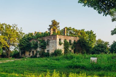 Terk edilmiş malikane yikıbir ağaçlar tarafından büyütülen yaşlı