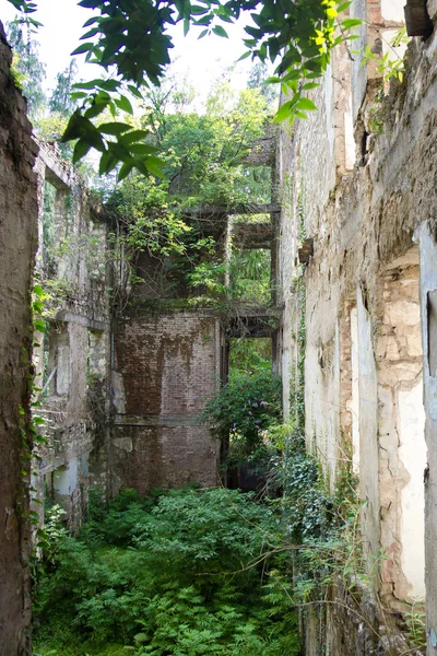 Distrutto dalla guerra, ricoperto da alberi e rovine edera di appartamento h — Foto Stock