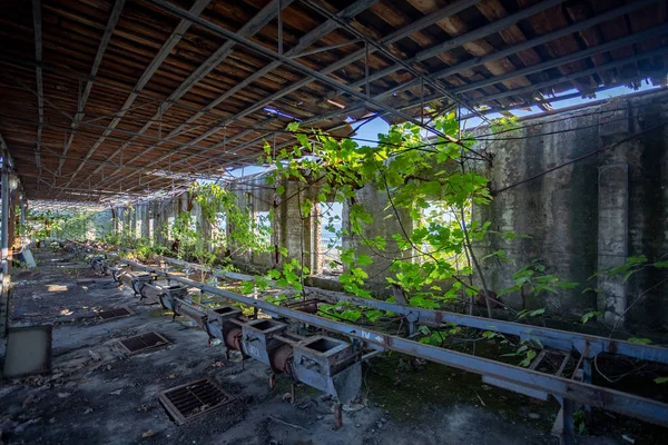 Oude overwoekerde verlaten vernield industrieel gebouw — Stockfoto