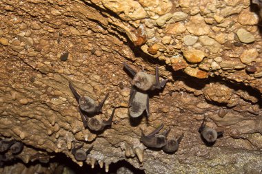 Yarasalarla dolu doğal mağara. 