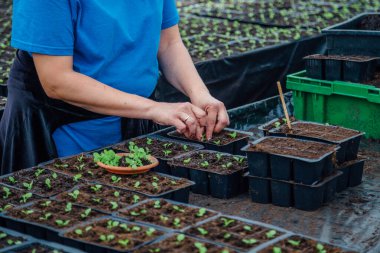 Saksılara fidanlar ekiyorum.
