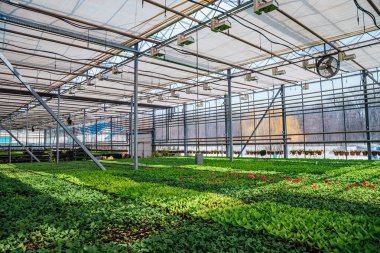 Cul için iklim kontrol sistemine sahip modern hidroponik sera