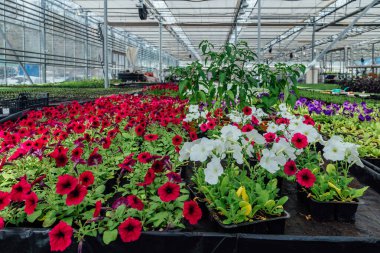 Modern serada yetişen kırmızı ve beyaz petunyalar. 