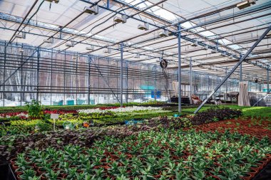Cul için iklim kontrol sistemine sahip modern hidroponik sera