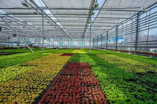 Modern hydroponic greenhouse with climate control system for cul — Stock Photo, Image