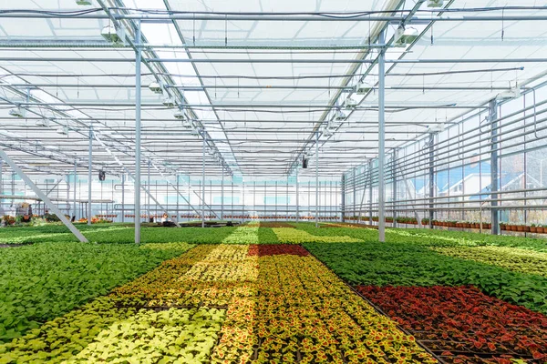 Modern hydroponic greenhouse with climate control system for cul — Stock Photo, Image