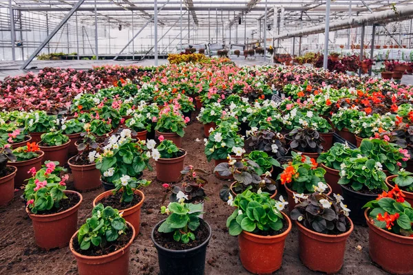 Seradaki plastik saksılarda begonya yetişiyor. 