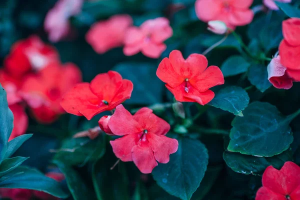 Serada çiçek açan begonya. 