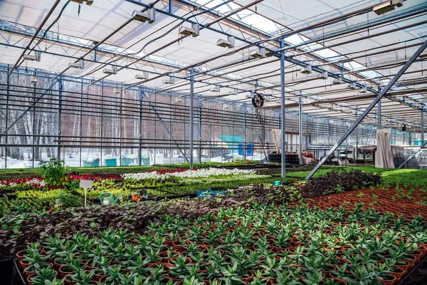 Cul için iklim kontrol sistemine sahip modern hidroponik sera