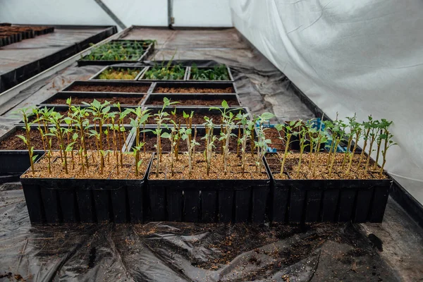 Plantas de mudas polares (estacas enraizadas) bandejas de cultivo multicelulares — Fotografia de Stock