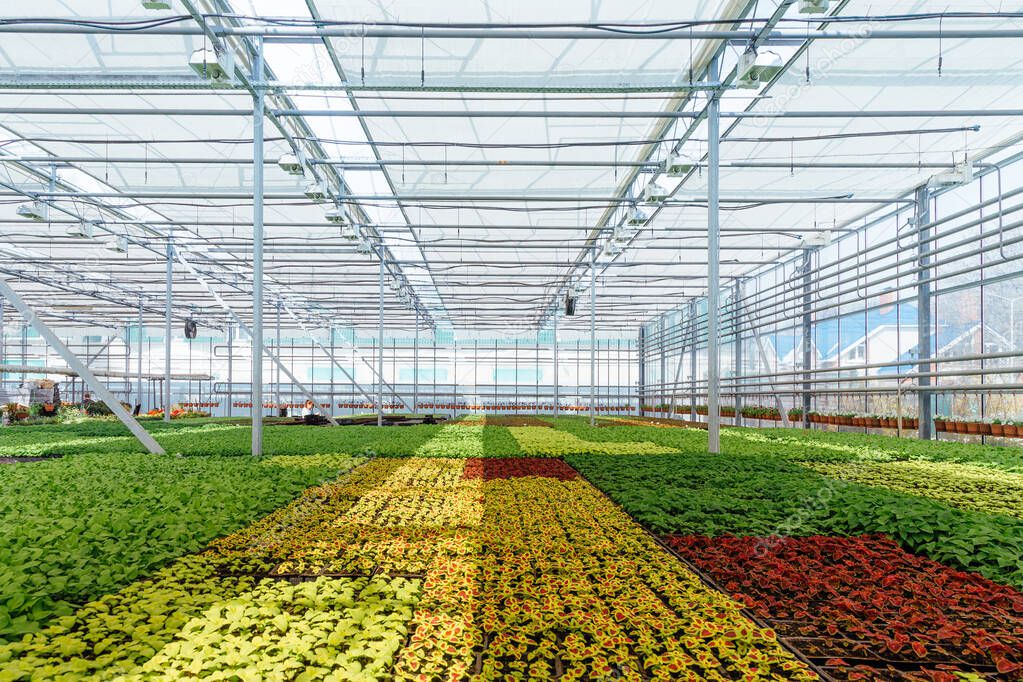 Modern hydroponic greenhouse with climate control system for cul