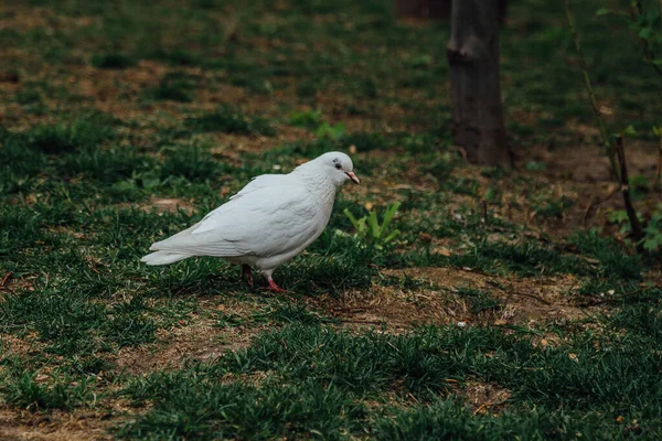 芝生の草の上に美しい白い鳩 — ストック写真
