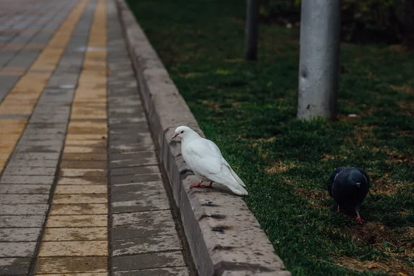 Street white pigeon sitting on the curb — Stock Photo, Image