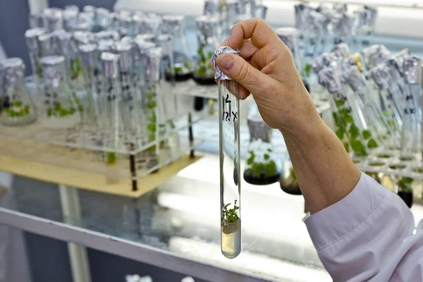 Bilimadamları deney tüpünü mikro bitkiyle birlikte sırt grubunda tutuyorlar. — Stok fotoğraf