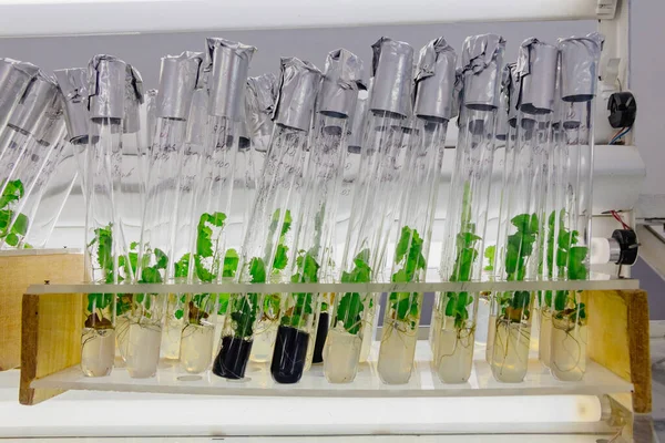 Cloned micro plants in test tubes with nutrient medium. Micropro