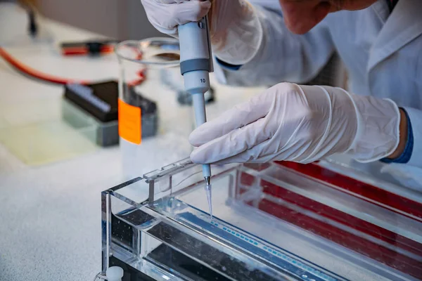 科学者はピペットを使ってDNA断片のサンプルを電気泳動用のアガロースゲルに入れる — ストック写真