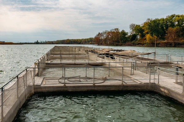 Клітки для осетрового рибного господарства в природній річці або ставку — стокове фото