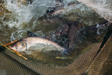 Balık çiftliğindeki kafeste canlı gümüş sazanlar
