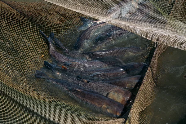 Live silver carps in the cage in fish breeding farm — Stock Photo, Image