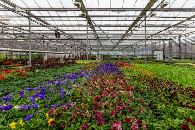 Modern serada yetişen çok renkli menekşeler, seçici bir odak.