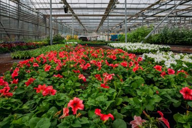 Modern serada yetişen kırmızı petunya çiçekleri, seçici odak.