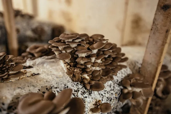 Oyster Mushroom Cultivation Growing Farm Oil Cake Substrate — 스톡 사진