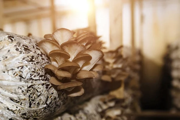 Oyster Mushroom Cultivation Growing Farm Oil Cake Substrate — Stock Photo, Image