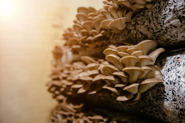 Cultivo Cogumelos Ostra Crescendo Fazenda Substrato Bolo Óleo — Fotografia de Stock