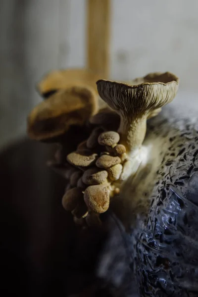 Oyster Mushroom Cultivation Growing Farm Oil Cake Substrate — 스톡 사진