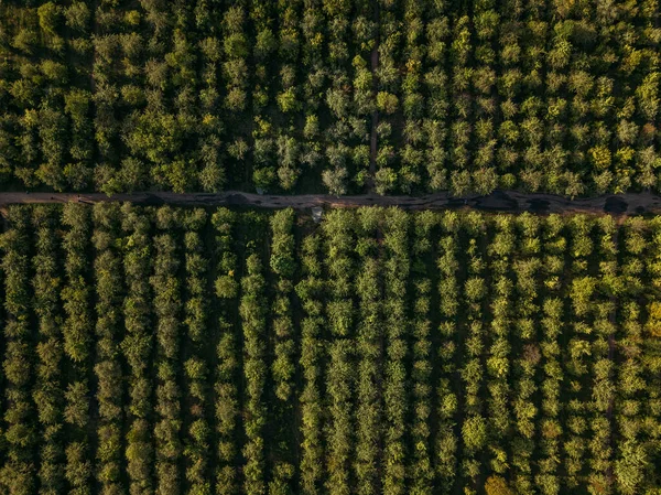 Jardins Fruits Agricoles Vue Aérienne Haut Drone — Photo