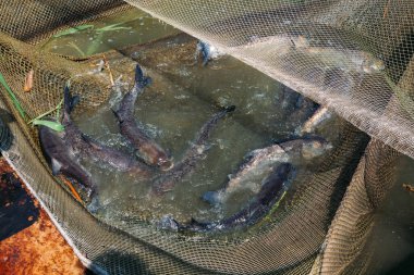 Balık çiftliğindeki kafeste canlı gümüş sazanlar.