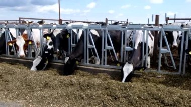 Holstein Frizya 'nın günlük inekleri açık ahırda