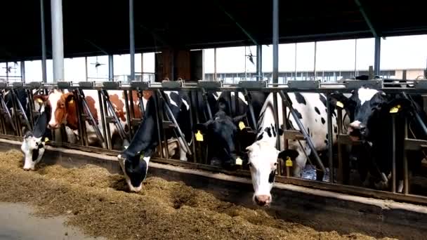 荷尔斯泰因弗里斯兰奶牛在免费畜栏吃复合食品 — 图库视频影像