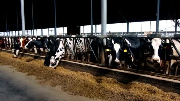 Holstein Diario Frisón Vacas Establo Ganado Libre Comer Alimentos Compuestos — Vídeo de stock