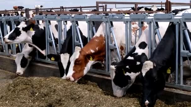 荷尔斯泰因弗里斯兰日记奶牛在免费摊档 — 图库视频影像