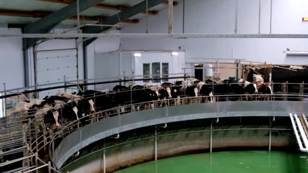 Vacas Leiteiras Por Sistema Rotativo Ordenha Industrial Automático Fazenda Diário — Vídeo de Stock