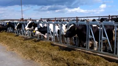 Holstein Frizya 'nın günlük inekleri açık ahırda